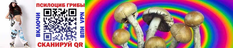 продажа наркотиков  Новосокольники  Галлюциногенные грибы Cubensis 